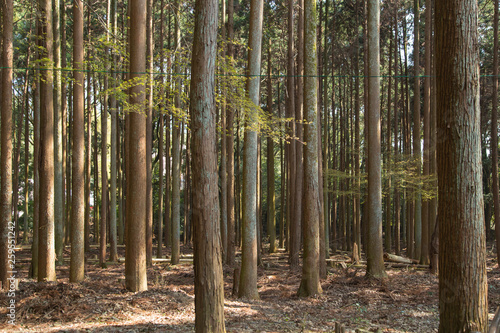 gardens of Daigo-Ji temples in Kyoto in Japan