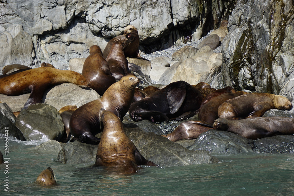 Fototapeta premium Sea lions colony in Alaska