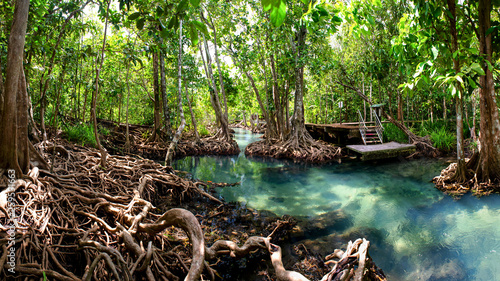 mangrove forest krabi thailand photo