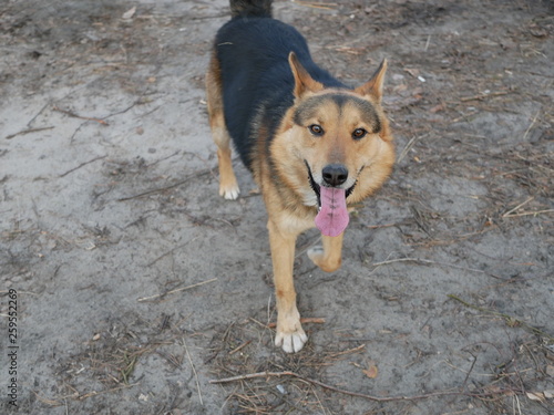 Polonne   Ukraine - 3 March 2019  big dog with an elongated tongue close-up