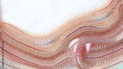 Sand Worm (Perinereis sp.) is the same species as sea worms (Polychaete), Living in a beach area with relatively shallow water levels for education in laboratory. photo