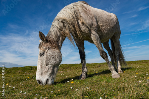 White Horse grazing in a rural Irish meadow on the west coast of Ireland