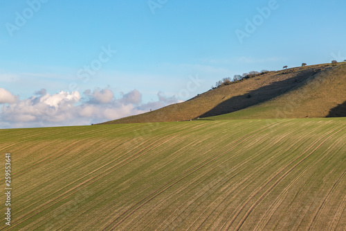 South Downs Landscape