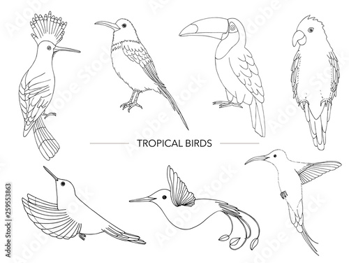 Vector set of tropical birds. Hand drawn outline of parrot, paradise bird, toucan, hoopoe. Black and white collection of tropic animals.