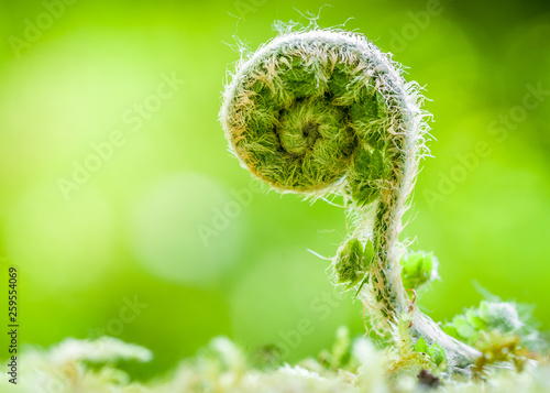Un pequeño brote de helecho saliendo de entre la tierra y el musgo