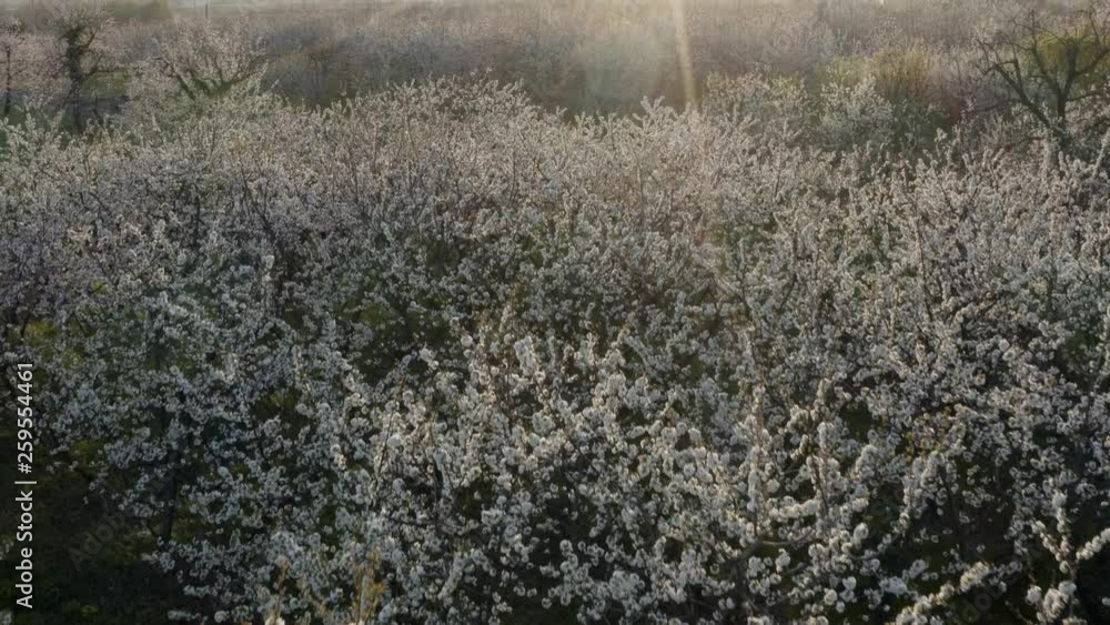 Aerial view of cherry trees in bloom at Vignola