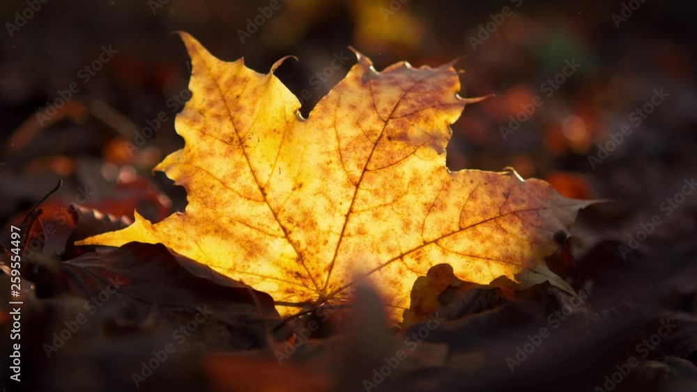 Ahorn Blatt Herbst 3D Effekt / Maple Autumn 3D Animation Ahorn Blatt Herbst 3D Effekt / Maple Autumn 3D Animation