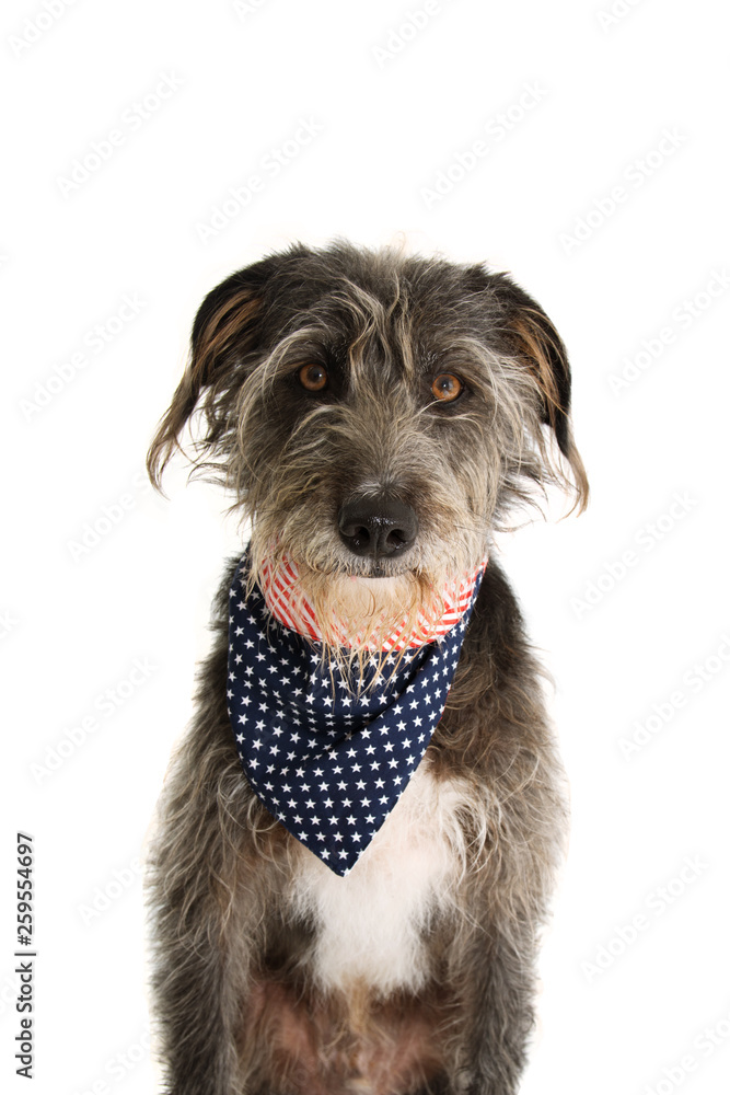 BLACK DOG WITH AMERICAN FLAG BANDANA. ISOLATED STUDIO SHOT ON WHITE BACKGROUND. INDEPENDENCE DAY 4TH OF JULY CONCEPT. BLACK DOG WITH AMERICAN FLAG BANDANA. ISOLATED STUDIO SHOT ON WHITE BACKGROUND. INDEPENDENCE DAY 4TH OF JULY CONCEPT.