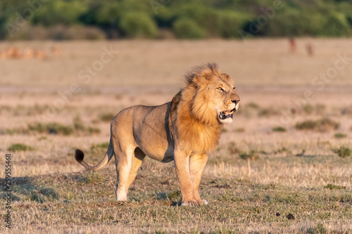 Fototapeta Naklejka Na Ścianę i Meble -  Male Lion roaring loud at sunrise in Maasai Mara