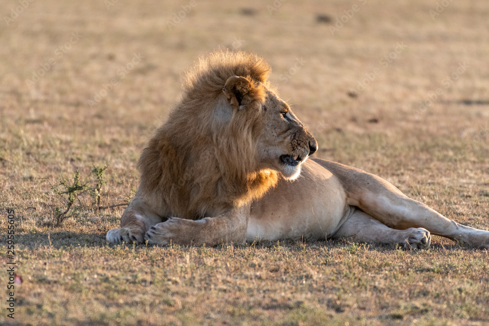 Male Lion resting quietly at sunrise, Maasai Mara