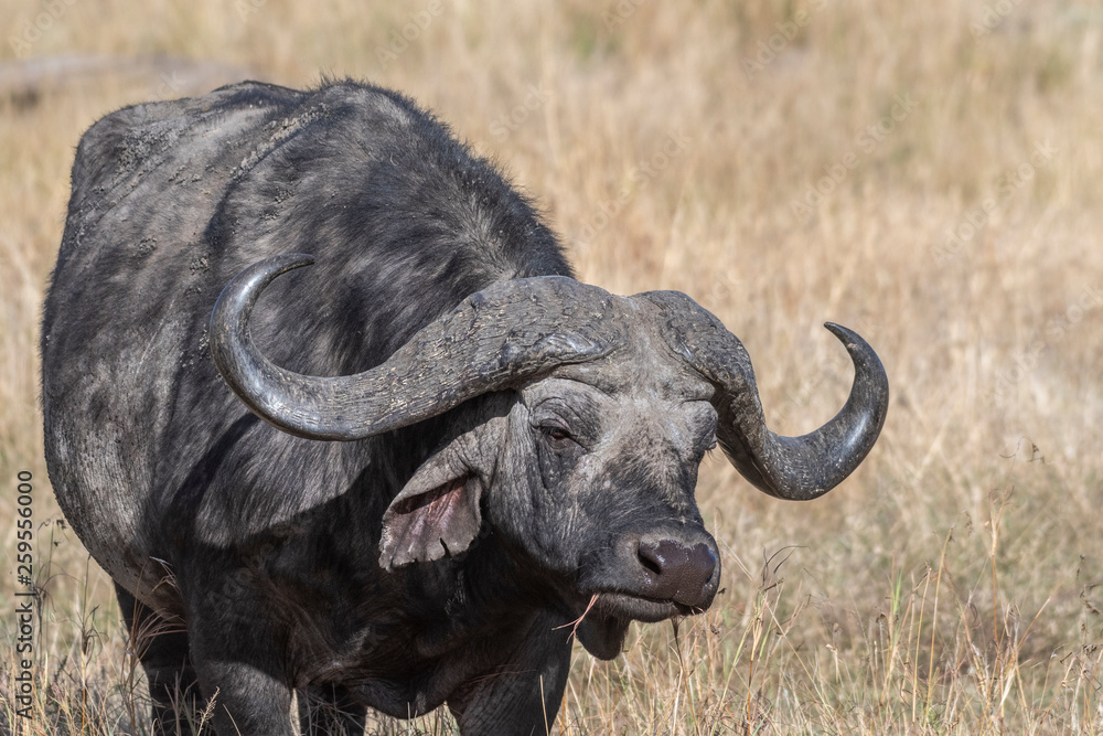 cape buffalo feeding on dry grass alone in Maasai Mara