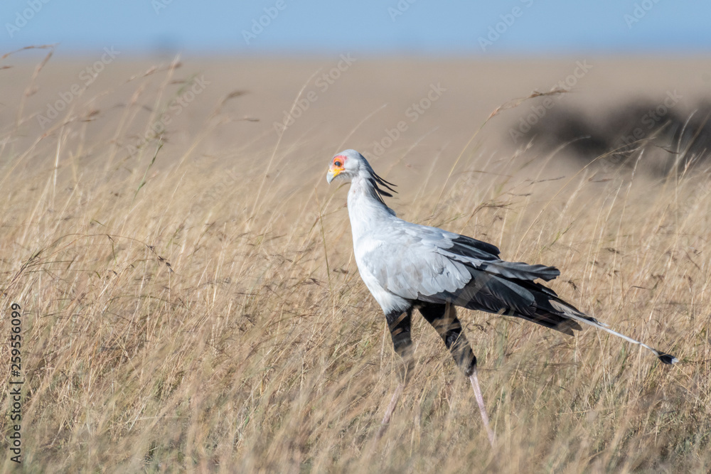 Secretary bird walking alone in Maasai Mara national reserve, Kenya Secretary bird walking alone in Maasai Mara national reserve, Kenya