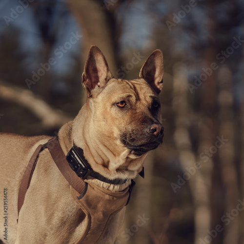 Thai ridgeback dog in nature