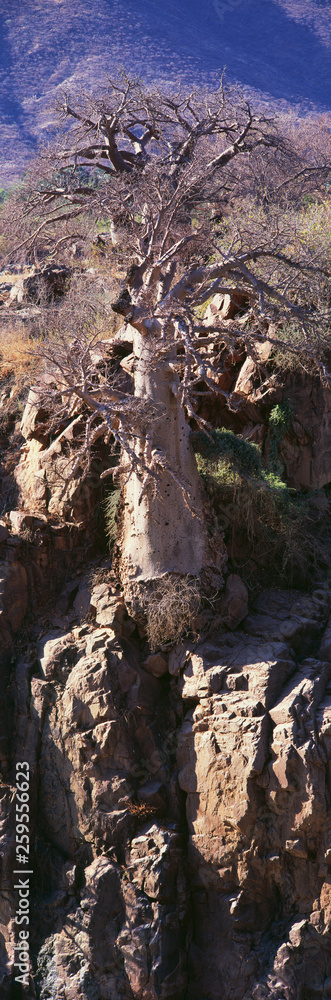 baobab tree in savannah in namibia baobab tree in savannah in namibia