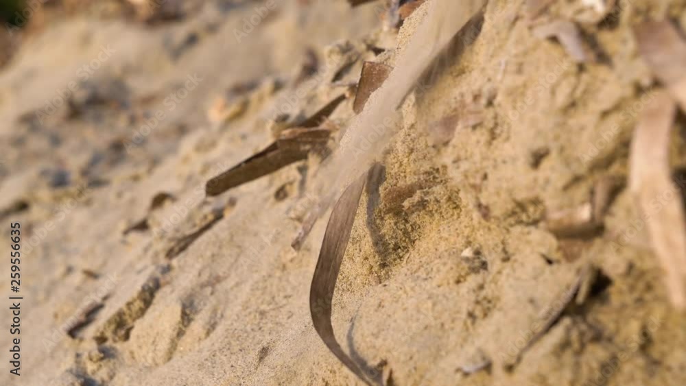 Thin sand falling down dune slope with dead algae. Static shot, shallow depth of field Thin sand falling down dune slope with dead algae. Static shot, shallow depth of field