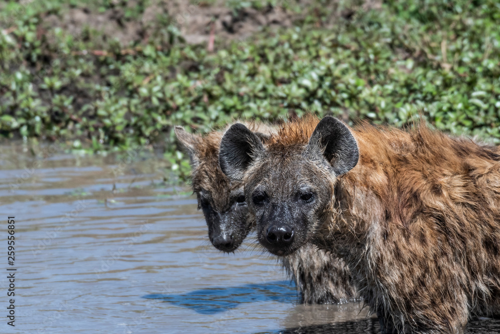 Baby Hyena playing his mother in muddy water, Maasai Mara