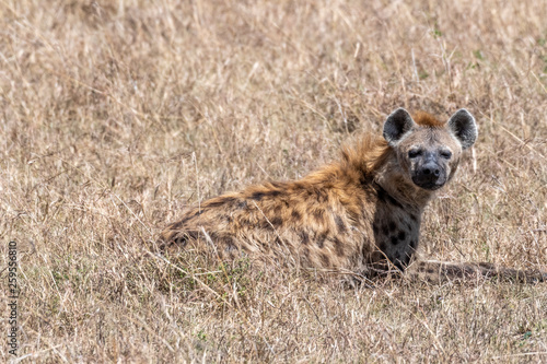 Baby Hyena resting in day time, Maasai Mara