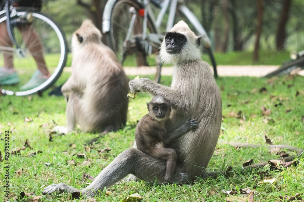 Fototapeta premium A monkey family is having a rest in the park