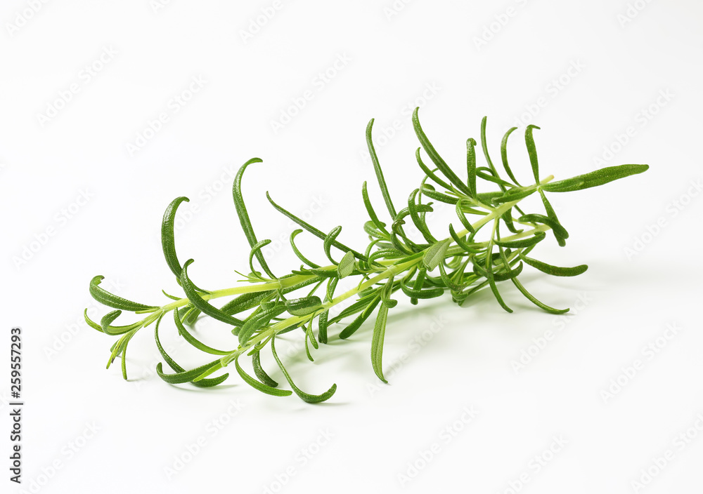 Fototapeta premium Fresh rosemary sprigs
