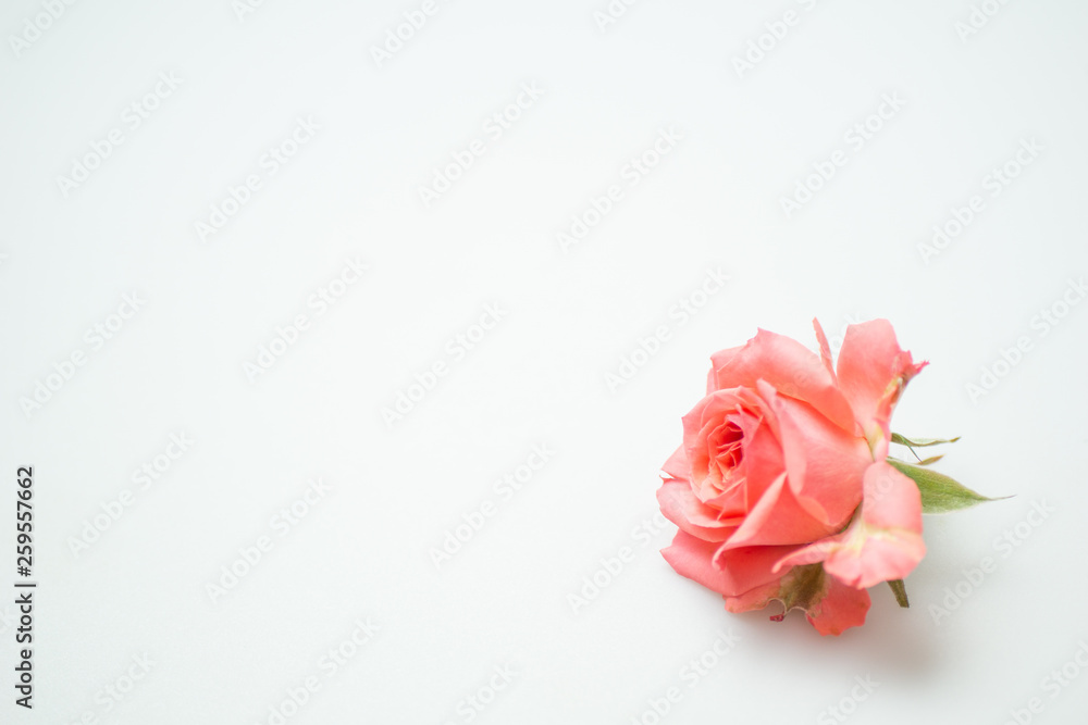 満開の赤いバラ