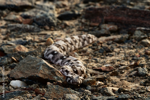 viper in savannah in namibia © gi0572