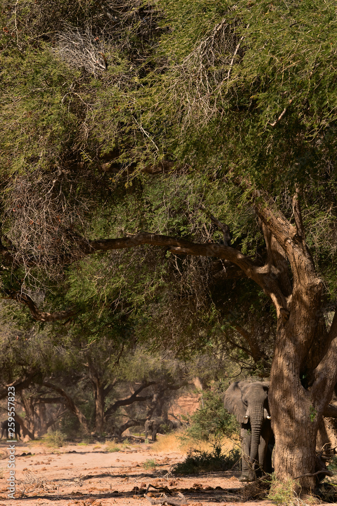 Obraz premium elephant in savannah in Namibia