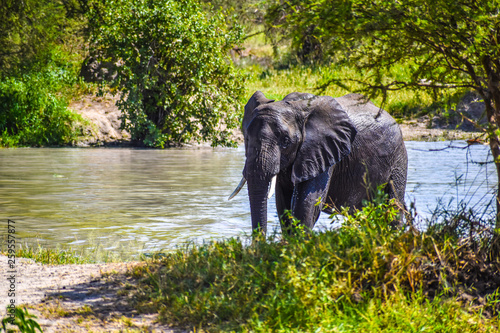 Elephant from the River