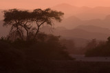sunrise in forest in namibia