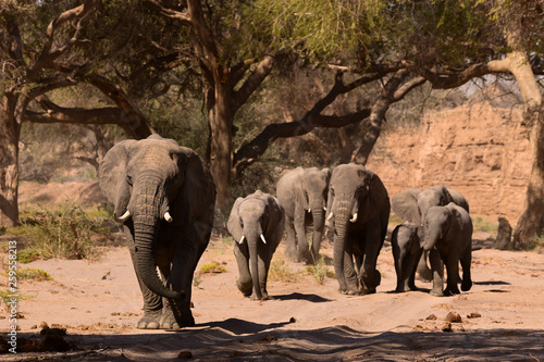 Canvas Print herd of elephants