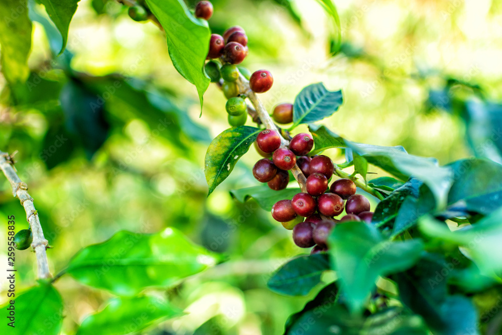 Red coffee beans on Arabica coffee trees Red coffee beans on Arabica coffee trees