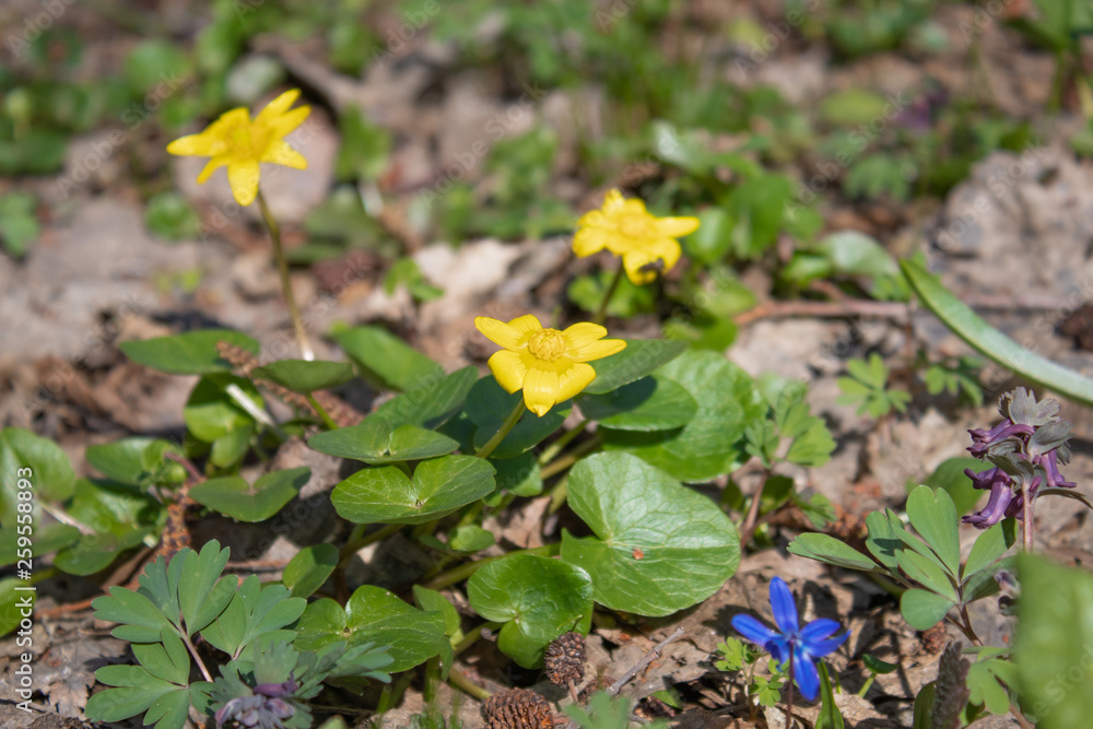 Yellow spring flowers in the forest. Sunny forest with yellow flowers. Yellow spring flowers in the forest. Sunny forest with yellow flowers.