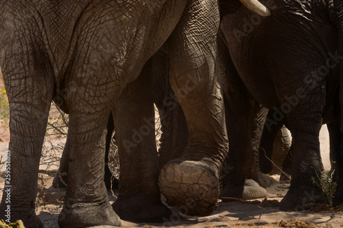 Photography herd of elephants in namibia