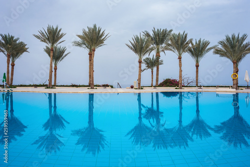 palm trees reflected in a beautiful clean pool