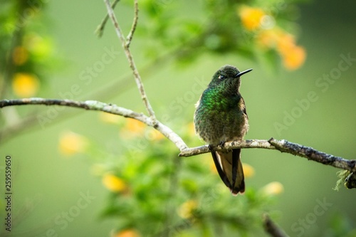 Greenish puffleg sitting on branch, hummingbird from tropical forest,Colombia,bird perching,tiny bird resting in rainforest,clear colorful background,nature,wildlife, exotic birding adventure photo