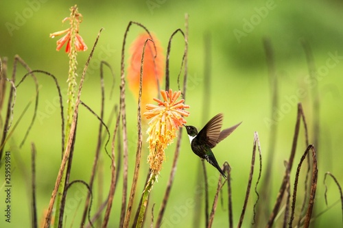 Colared inca howering next to yellow and orange flower, Colombia hummingbird with outstretched wings,hummingbird sucking nectar from blossom,animal in its environment, bird in flight,garden photo