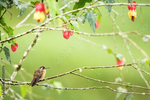 Speckled hummingb sitting on branch with yellow and red flowers, hummingbird from tropical forest,Colombia,bird perching,tiny beautiful bird resting on flower, garden,nature scene © Ji