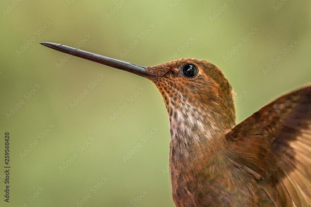 Bronzy inca, hummingbird from tropical forest,Colombia,close up bird portrait,clear colorful background,nature,wildlife, exotic birding adventure Bronzy inca, hummingbird from tropical forest,Colombia,close up bird portrait,clear colorful background,nature,wildlife, exotic birding adventure