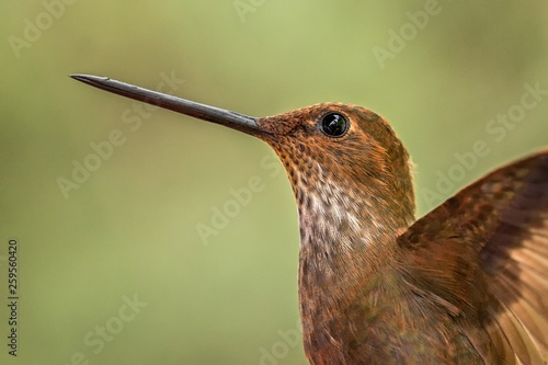 Bronzy inca, hummingbird from tropical forest,Colombia,close up bird portrait,clear colorful background,nature,wildlife, exotic birding adventure