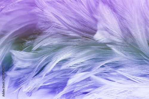 Beautiful colorful chicken feathers texture for background
