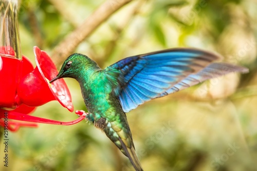 Saphire-wing hummingbird with outstretched wings,tropical forest,Colombia,bird hovering next to red feeder with sugar water, garden,clear background,nature scene,wildlife,exotic adventure