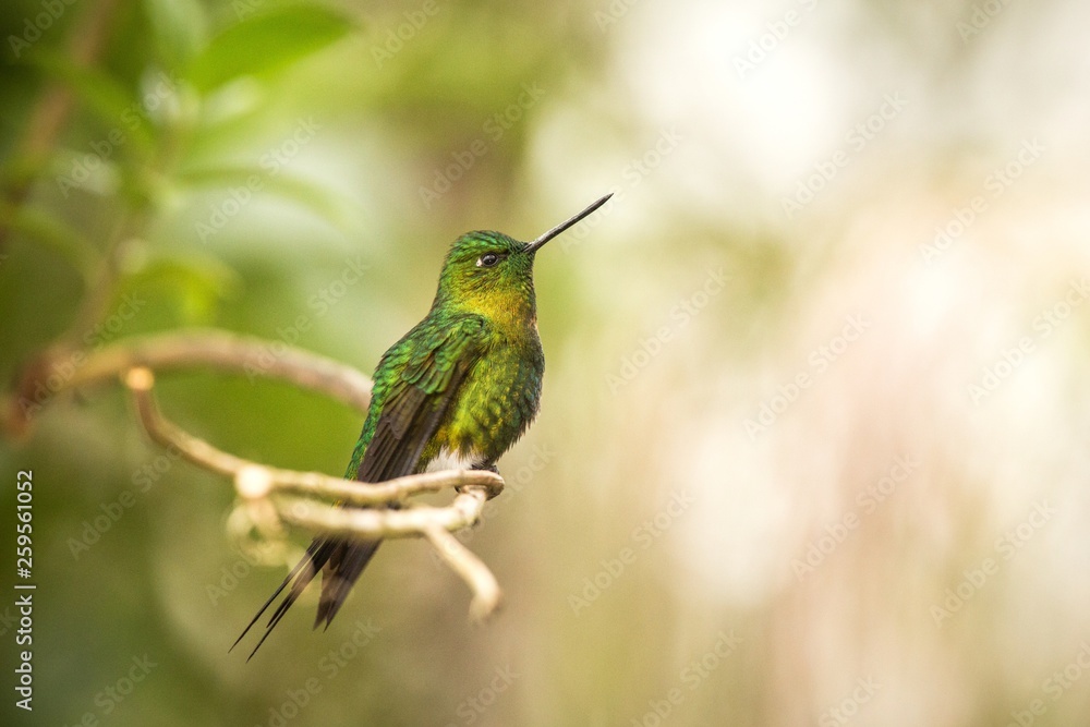 Fototapeta premium Golden-breasted Puffleg sitting on branch, hummingbird from mountains, Colombia, Nevado del Ruiz,bird perching,tiny beautiful bird resting on tree in garden,clear background,exotic birding adventure