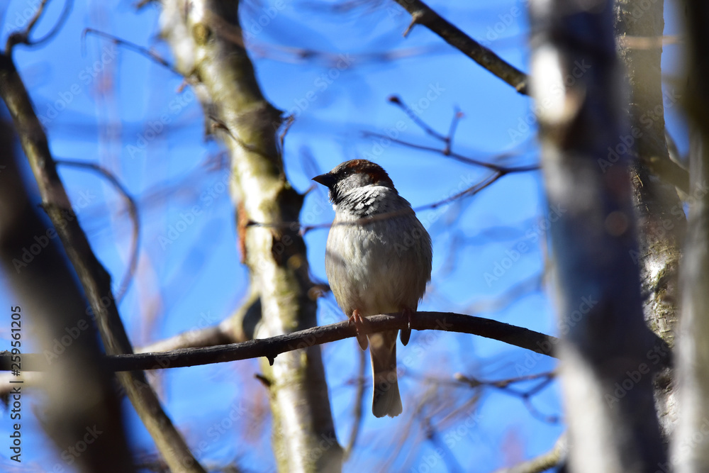Sparrow in Germany Sparrow in Germany