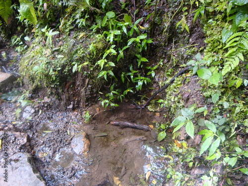 Small water spring near the Amboró park in Bolivia