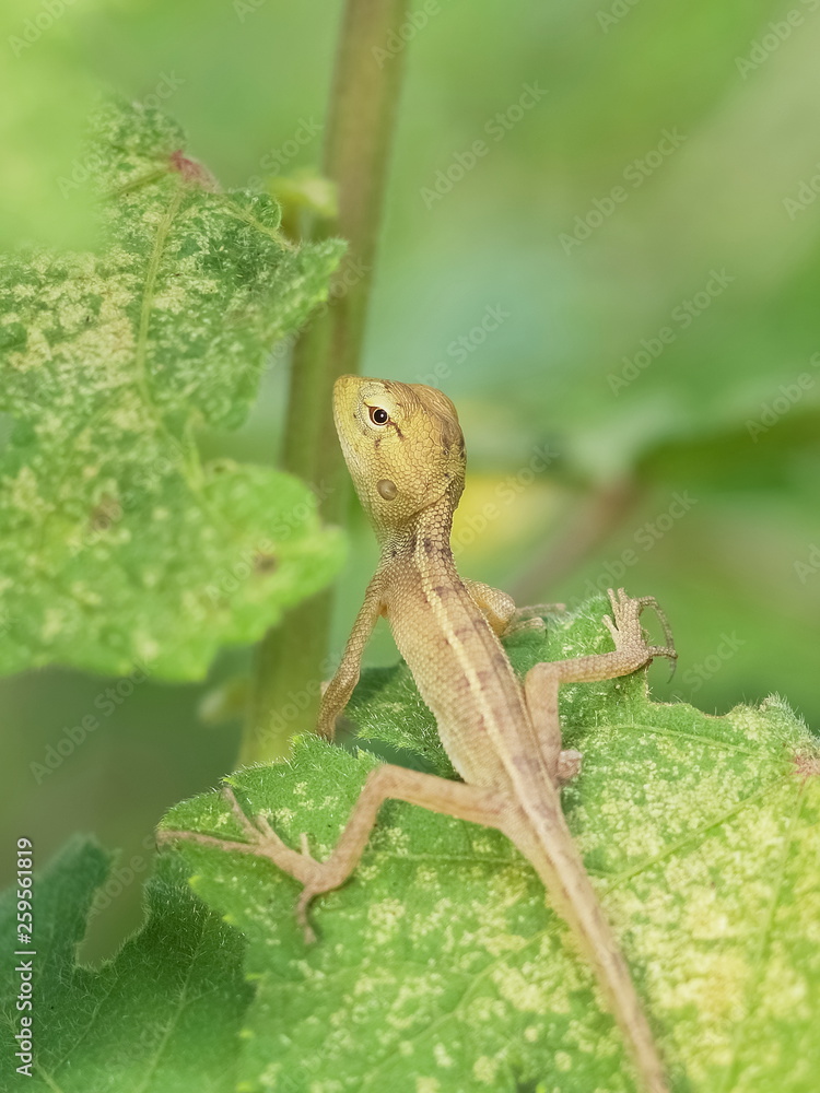 Fototapeta premium a cute young tree lizard perching on green leaf with green nature blurred background.