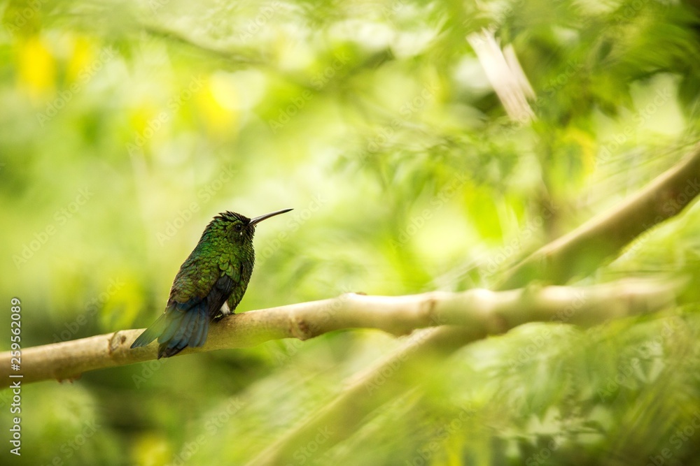 Glowing Puffleg sitting on branch in rain, hummingbird from tropical rain forest,Colombia,bird perching,tiny beautiful bird resting on tree in garden,clear background,exotic birding Glowing Puffleg sitting on branch in rain, hummingbird from tropical rain forest,Colombia,bird perching,tiny beautiful bird resting on tree in garden,clear background,exotic birding