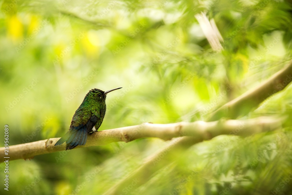 Glowing Puffleg sitting on branch in rain, hummingbird from tropical rain forest,Colombia,bird perching,tiny beautiful bird resting on tree in garden,clear background,exotic birding