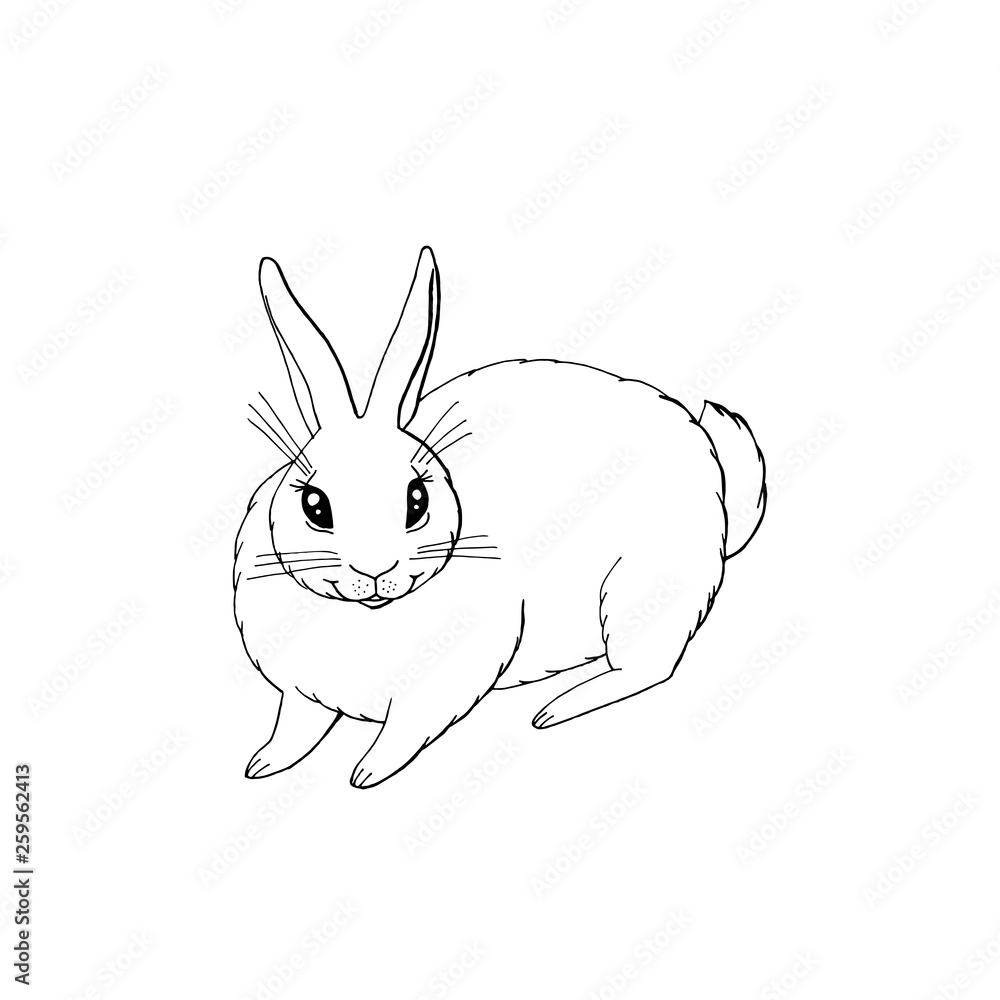 cute funny animal bunny sitting. isolated on white background. cute funny animal bunny sitting. isolated on white background.