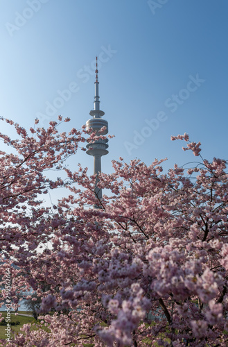 Fernsehturm München in der Kirschblüte