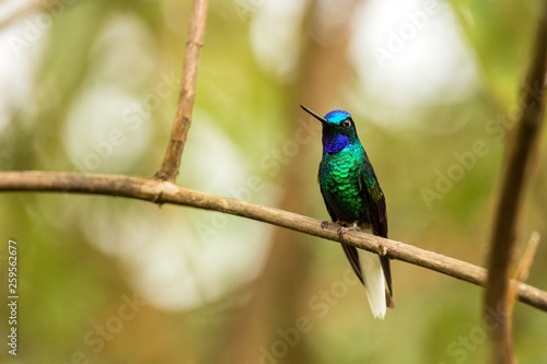 Endemic Santa Marta sabrewing sitting on branch,hummingbird from tropical forest,Colombia,bird perching,tiny bird resting in rainforest,clear colorful background,nature,wildlife, exotic adventure trip