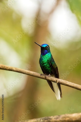 Endemic Santa Marta sabrewing sitting on branch hummingbird from tropical forest Colombia bird perching tiny bird resting in rainforest clear colorful background nature wildlife  exotic adventure trip